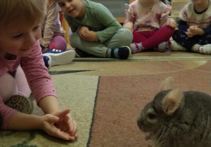 Dzieci obserwują Mikusia chodzącego po dywanie oraz głaskają gryzonia