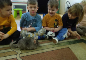 Dzieci obserwują Mikusia chodzącego po dywanie oraz głaskają gryzonia