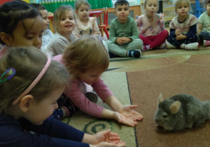 Dzieci obserwują Mikusia chodzącego po dywanie oraz głaskają gryzonia