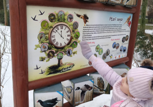 Dziecko wskazuje ptaki które zimują w Polsce na ptasim zegarze na tablicy edukacyjnej znajdującej się w Ptasim zakątku.