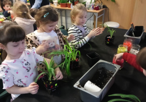 dzieci ozdabiają podłoże zasadzonych przez siebie roślin