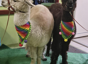 Alpaki w przedszkolu