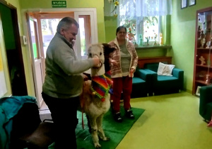 Pan karmi alpaki marchewką