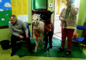 dzieci słuchają ciekawostek o alpakach