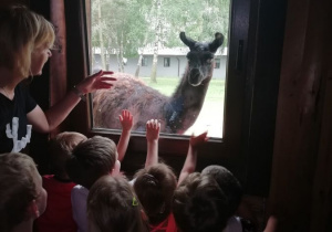 Dzieci oglądają lamę przez okno