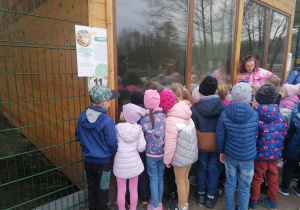 Grupa dzieci obserwuje zwierzęta przez szybę i słucha przewodnika, który opowiada o życiu zwierząt