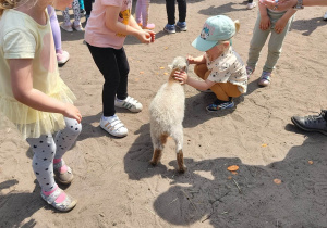 Dzieci karmią i głaszczą zwierzęta w mini zoo