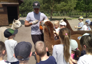 Dzieci karmią i głaszczą zwierzęta w mini zoo