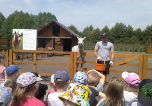 Dzieci karmią i głaszczą zwierzęta w mini zoo