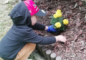 Dziecko wsadza kwiaty do ziemi