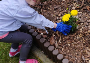 dziewczynka wsadza kwiaty do ziemi
