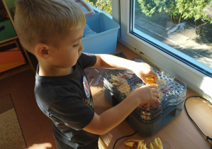Chłopczyk układa nawleczone kawałki jabłek na suszarce.