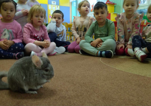 Dzieci obserwują Mikusia chodzącego po dywanie oraz głaskają gryzonia