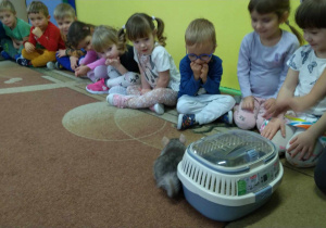 Dzieci obserwują Mikusia chodzącego po dywanie oraz głaskają gryzonia