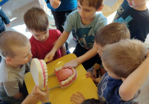 Dzieci poznają budowę jamy ustnej przy wykorzystaniu fantomu