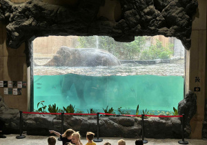 dzieci oglądają kąpiel słoni